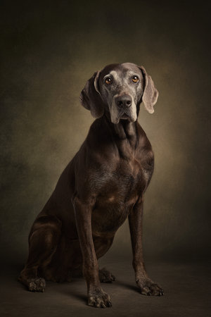 Portrait of a weimaraner dog sitting on dark backgroundの素材