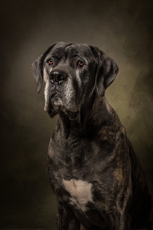 Cane corso dog portrait on dark background. Studio shot.の素材