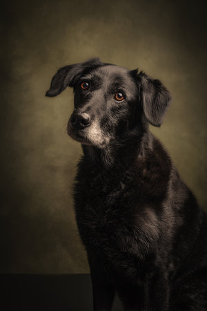 Studio portrait of a mixed breed dog on a dark brown background.の素材