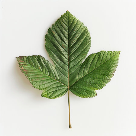 Leaf of a chestnut tree on a white background, top viewの素材
