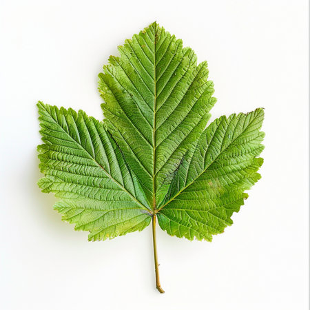 Green leaf isolated on white background. Flat lay, top view.の素材