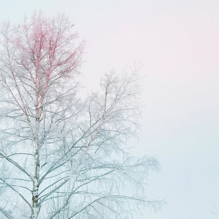 Winter landscape with trees in hoarfrost on a foggy dayの素材