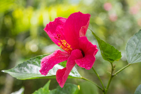 Mauritius flowerの写真素材