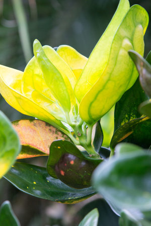Mauritius flower