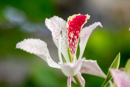 Mauritius flowerの写真素材