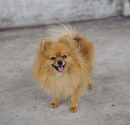 A 3 year old Pomeranianの写真素材
