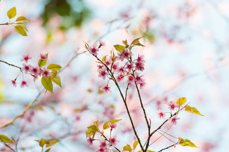 Cherry tree blossom