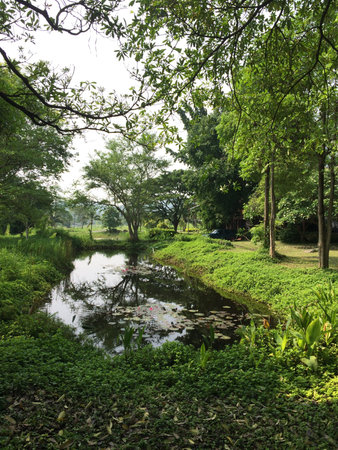 Garden with lotus flowerの素材