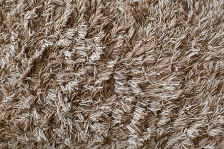 Fluffy carpetの写真素材