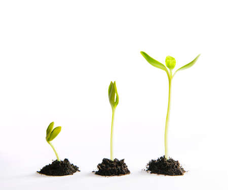 Growth concept with three small treeの写真素材