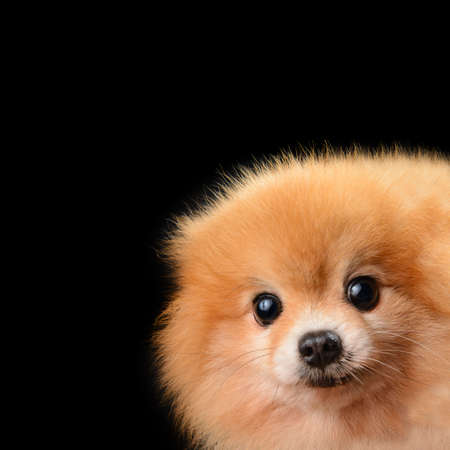 Pomeranian dogの写真素材