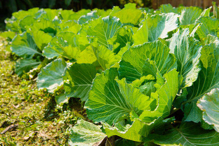 Fresh lettuce in a vegetable garden