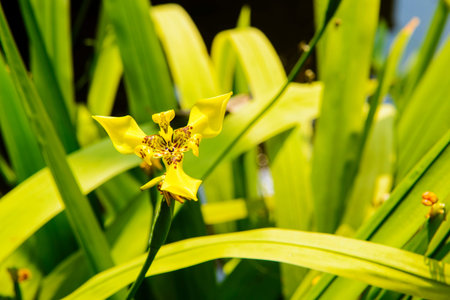 Yellow ground orchid was blooming