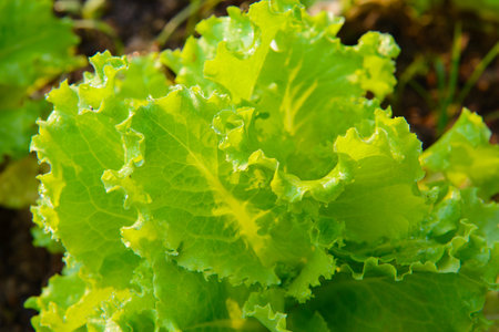 Leaves of lettuce in a vegetable garden