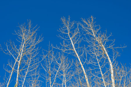 Absrtact dry tree branch against blue sky