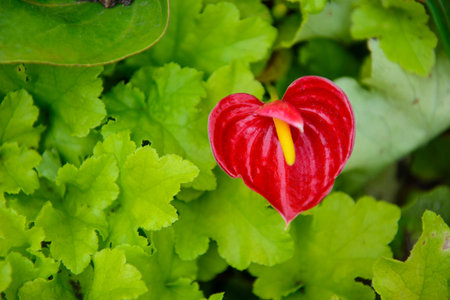 Red heart flower with copy spaceの写真素材