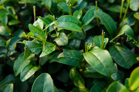 Fresh green tea leavesの写真素材