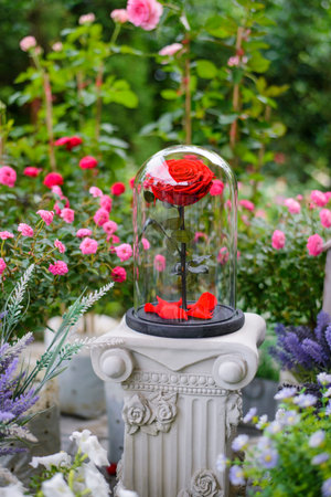 Red rose flowers in glass domeの写真素材