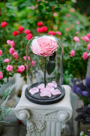 Pink rose flowers in glass domeの写真素材