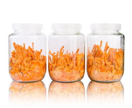 Three fresh Cordyceps in glass bottlesの写真素材