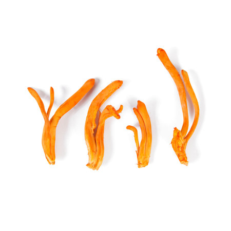 Fresh Cordyceps mushroom used in traditional Chineseの写真素材