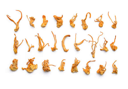 Set of dried cordyceps militaris mushroomの写真素材