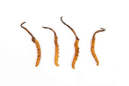 Group of cordyceps sinensisの写真素材