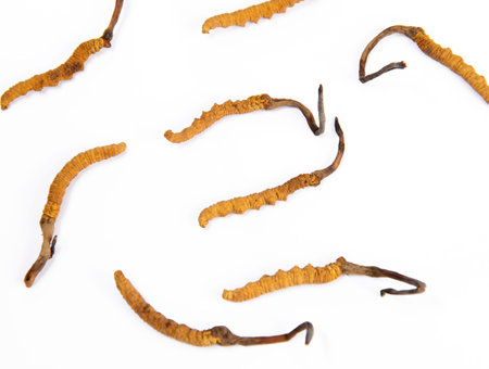 The caterpillar fungusの写真素材