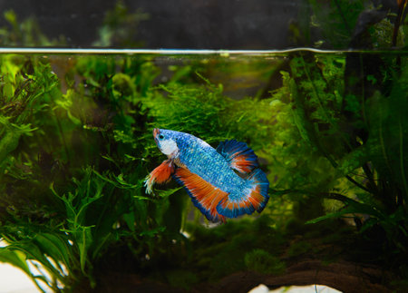 Red and blue betta fishの写真素材