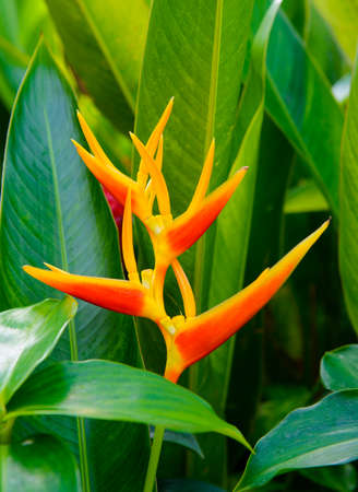 Bird of paradise flowerの写真素材