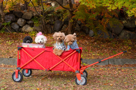 The dogs in a red cart with autumn parkの写真素材