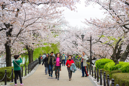 Tokyo, Japan - April 3, 2015 : Tokyo crowd enjoying cherry blossoms festival in Ueno Park