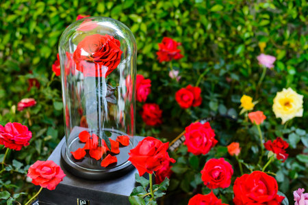 The eternal roses in the flask on the gardenの写真素材