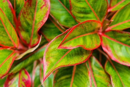 Multiple colors leave detail vivid red and green color on leaf surface of Aglaonema