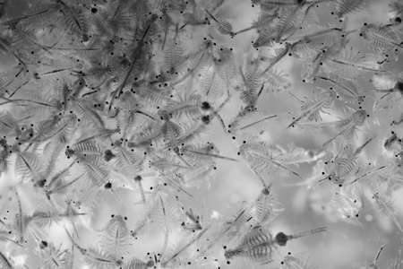 Plankton on white backgroundの写真素材