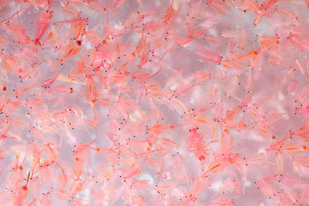 Water flea or Moina macrocopa on white backgroundの写真素材