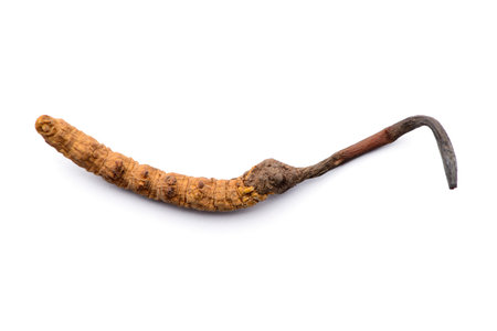 Chinese herb cordyceps sinensis. Isolated on white background.
