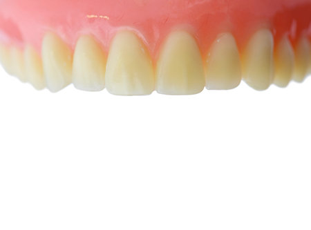 Teeth gum anatomy model with copy space. Isolated on white background.