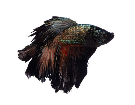 Thai black betta fish on white backgroundの写真素材