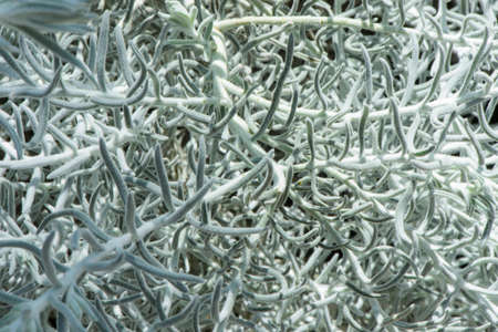 Helichrysum arenarium, dwarf everlastの写真素材