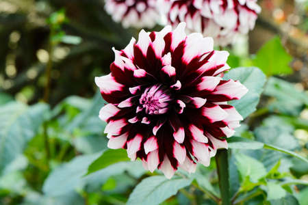 Close-up of beautiful purple dahliaの写真素材