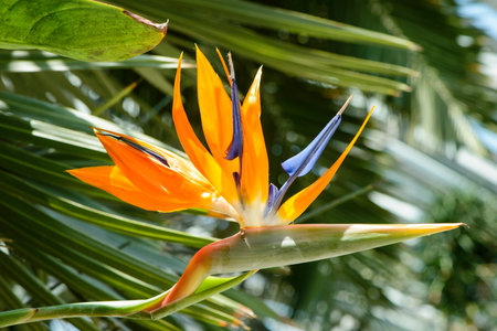 Strelitzia Reginae flower closeup (Bird of paradise flower)