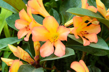 Golden orange lily in a gardenの写真素材