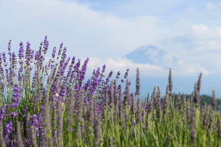 Lavender fields with Mt. Fuji in the backgroundの写真素材