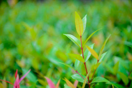 Green leaf on blurred background in garden with copy spaceの写真素材