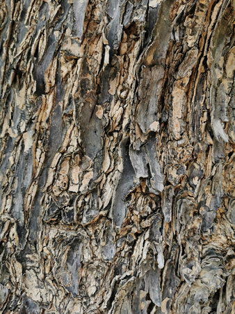 Bark texture of the old tree