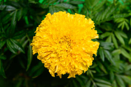 Yellow marigolds flower in gardenの写真素材