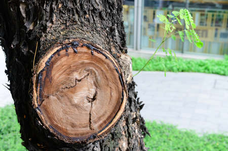 A wound of a trimmed branch on treeの写真素材