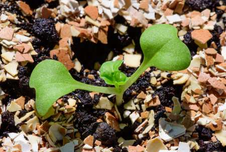 Fresh lettuce growing in vegetable garden