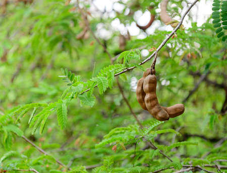 Sweet tamarind and leaf on the treeの写真素材